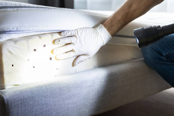 Flea Control Services in Aptos Hills Larkin Valley, CA